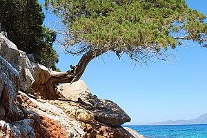 Samos Samos